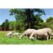Síť pro elektrické ohradníky na ovce OVINET v. 90 cm, d. 50 m, jednoduchá špička, oranžová Síť pro elektrické ohradníky na ovce OVINET v. 90 cm, d. 50 m, jednoduchá špička, oranžová
