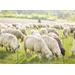 Síť pro elektrické ohradníky na ovce TitanNet v. 90 cm, d. 50 m,  jednoduchá špička Síť pro elektrické ohradníky na ovce TitanNet v. 90 cm, d. 50 m,  jednoduchá špička